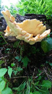 Laetiporus cincinnatus image