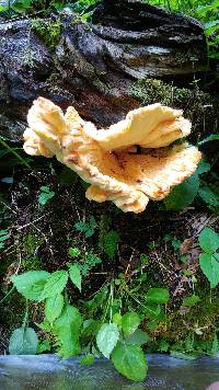 Laetiporus cincinnatus image