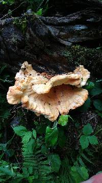 Laetiporus cincinnatus image