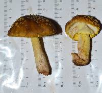Amanita flavorubens image