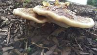 Ganoderma sessile image