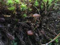 Psilocybe montana image