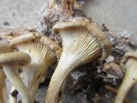 Clitocybe eccentrica image