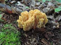 Ramaria aurea image