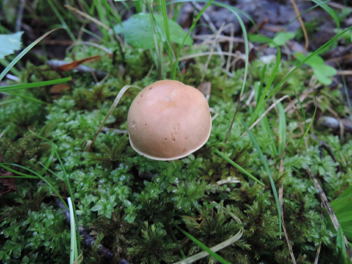Gymnopus oreadoides image