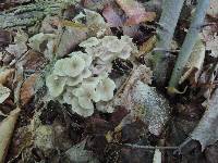 Polyporus umbellatus image