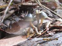 Psilocybe papuana image