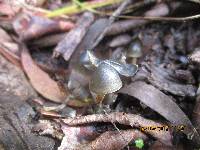 Psilocybe papuana image