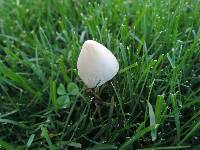 Conocybe apala image