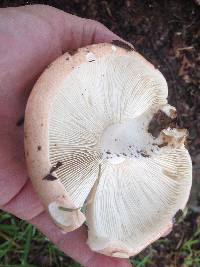 Russula compacta image