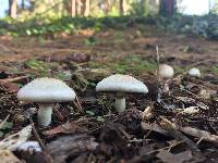 Agaricus californicus image
