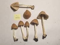 Conocybe apala image