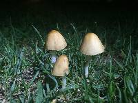 Conocybe apala image