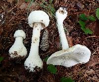 Amanita polypyramis image