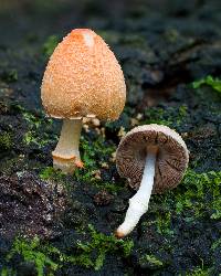 Coprinopsis mexicana image