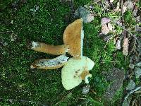 Gyroporus castaneus image