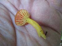 Hygrocybe miniata image