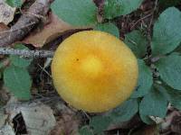 Amanita flavorubens image