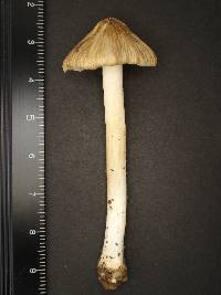 Inocybe squamata image