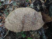 Boletus atkinsonii image