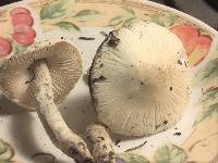 Lepiota erminea image