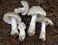 Amanita canescens image