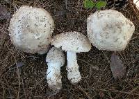 Amanita canescens image