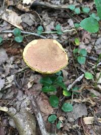 Aureoboletus innixus image