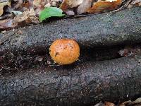 Hemistropharia albocrenulata image