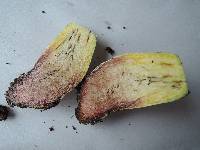 Boletus vermiculosoides image