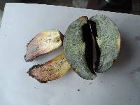 Boletus vermiculosoides image