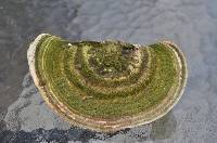 Trametes gibbosa image