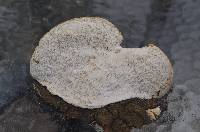 Trametes gibbosa image