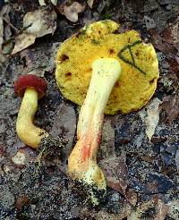Pulchroboletus sclerotiorum image