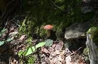 Leccinum vulpinum image