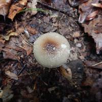 Amanita solaniolens image