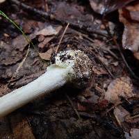 Amanita solaniolens image