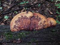 Piptoporus quercinus image