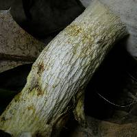 Retiboletus griseus image