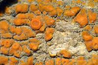 Caloplaca subsoluta image
