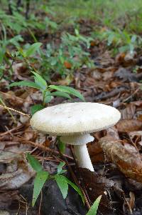 Amanita roseitincta image