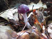 Cortinarius iodes image