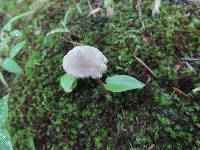 Entoloma conicum image