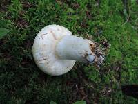 Lactarius deceptivus image