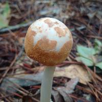 Amanita roseitincta image