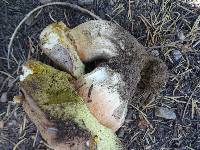 Boletus rex-veris image