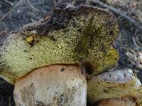Boletus rex-veris image