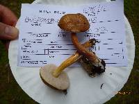 Austroboletus gracilis var. gracilis image