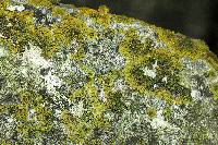 Xanthoria weberi image