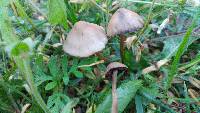 Panaeolus cinctulus image
